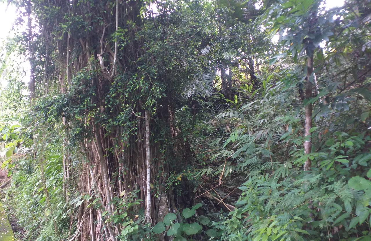 Filosofi Pohon Beringin dalam Kebudayaan